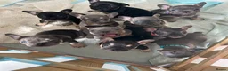 French Bulldog dogs for sale: 8 newborn frenchies  - Advert 10