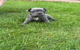 French Bulldog dogs for sale: Gorgeous French Bulldog Puppies. - Image 20