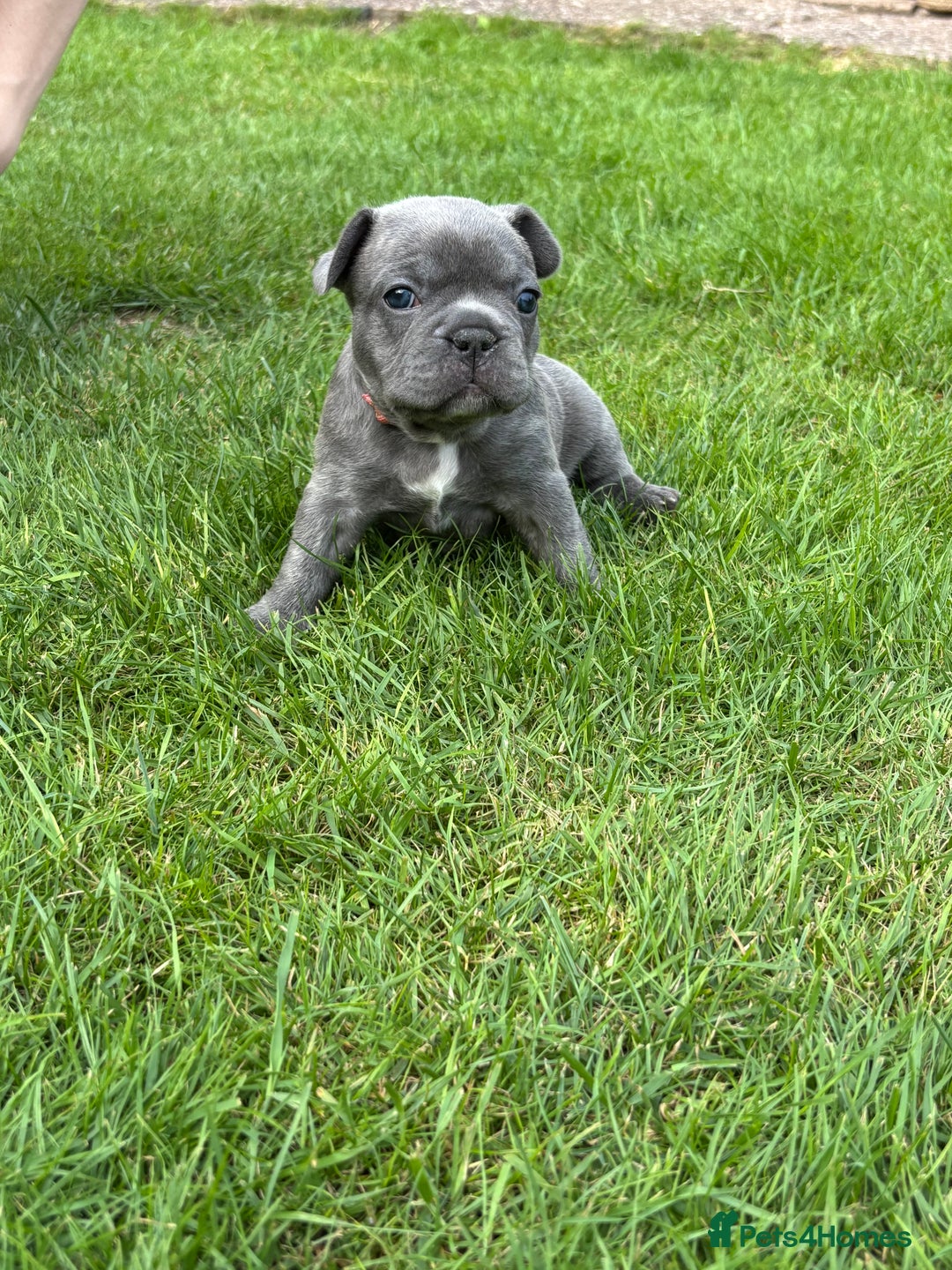 French Bulldog dogs for sale: Gorgeous French Bulldog Puppies. - Image 20
