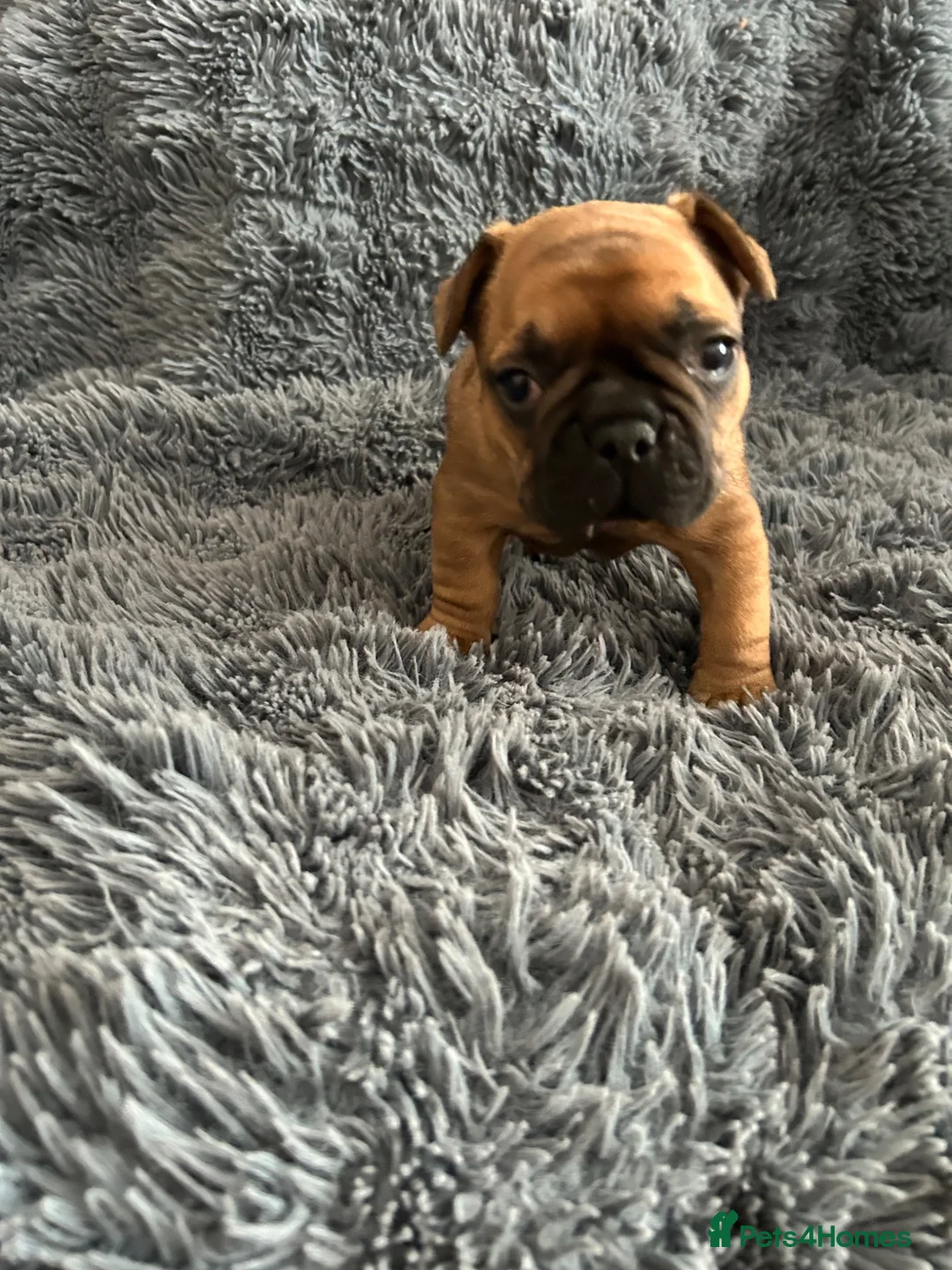 French Bulldog dogs for sale: Stunning standard true to type French bulldog pups - Advert 13