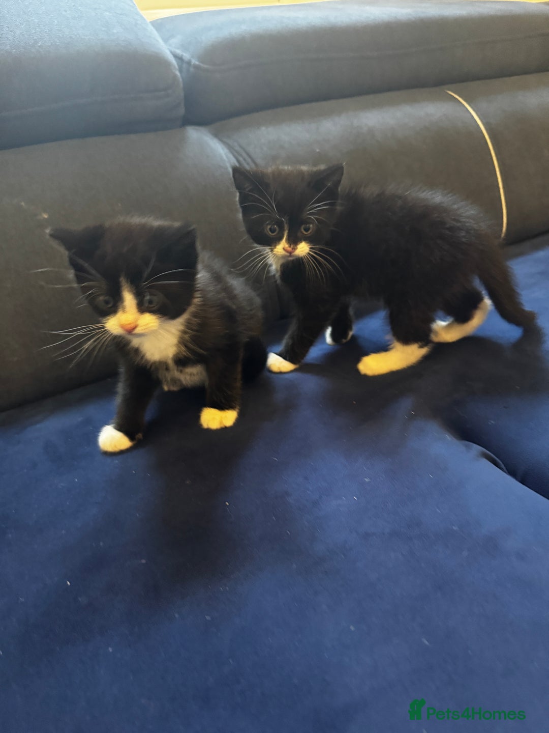 British Shorthair cats for sale: Adorable 9 weeks kitten half British shorthair  in Reading - Image 10