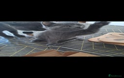 British Shorthair cats for sale: British shorthair - Image 5