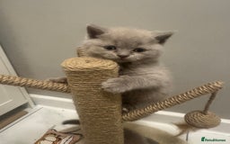 British Shorthair cats for sale: BRITISH SHORT HAIR LILAC KITTENS  - Advert 3