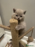 British Shorthair cats BRITISH SHORT HAIR LILAC KITTENS - Advert 4