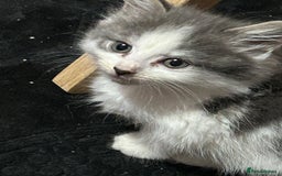 Mixed Breed cats for sale: Fluffy kittens ready soon  - Image 27