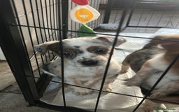 Mixed Breed dogs for sale: Stunning Border Heeler Puppies - Image 5