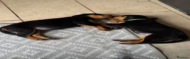 Rottweiler 3