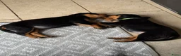 Rottweiler dogs for sale: 3 Male Rottweiler puppies  in Worksop - Advert 8