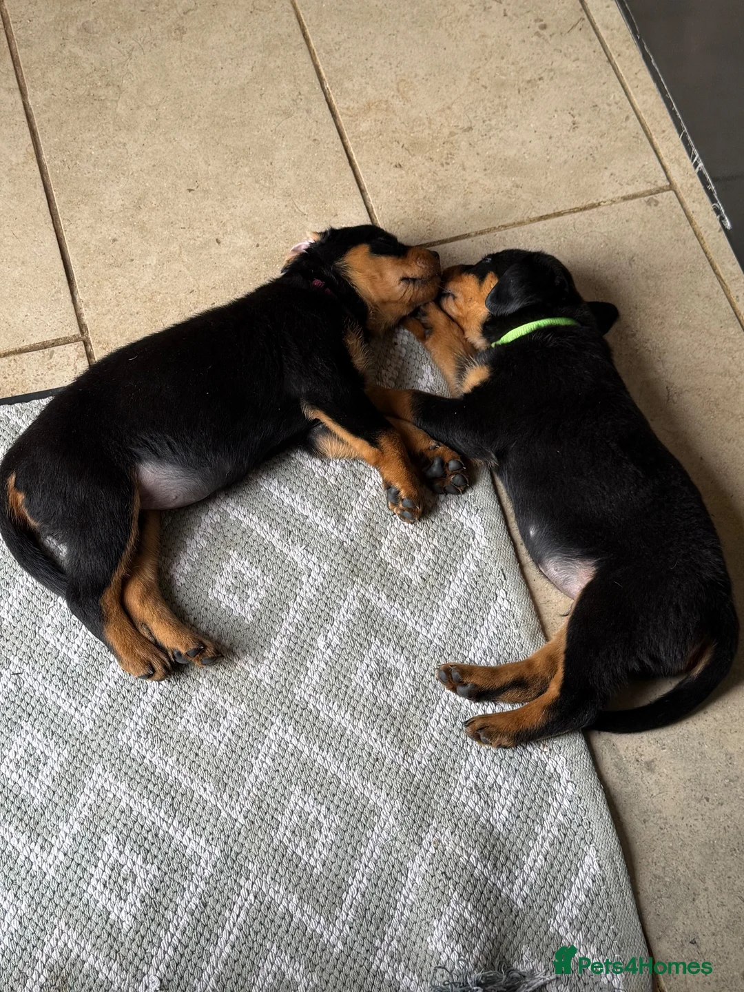 Rottweiler dogs for sale: 3 Male Rottweiler puppies  in Worksop - Advert 8