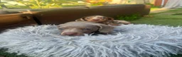 Dachshund dogs for sale: ❤️ Miniature Dachshund Puppies for Sale 🐾 - Advert 5