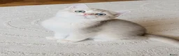 British Shorthair cats for sale: Exceptional GCCF Golden British Shorthair Kittens - Advert 12