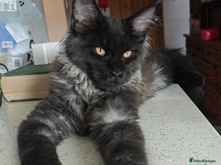 Maine Coon cats - Advert 6