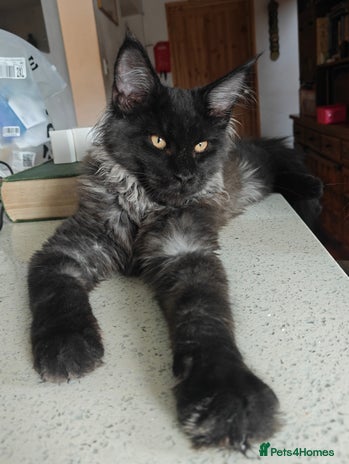 Maine Coon cats - Advert 8