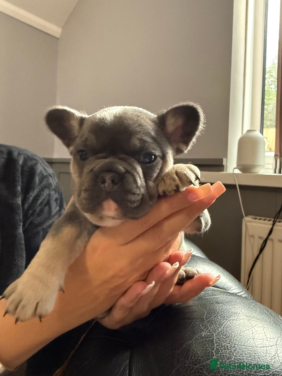 French Bulldog dogs for sale: Well bred French Bulldog Puppies  - Image 21