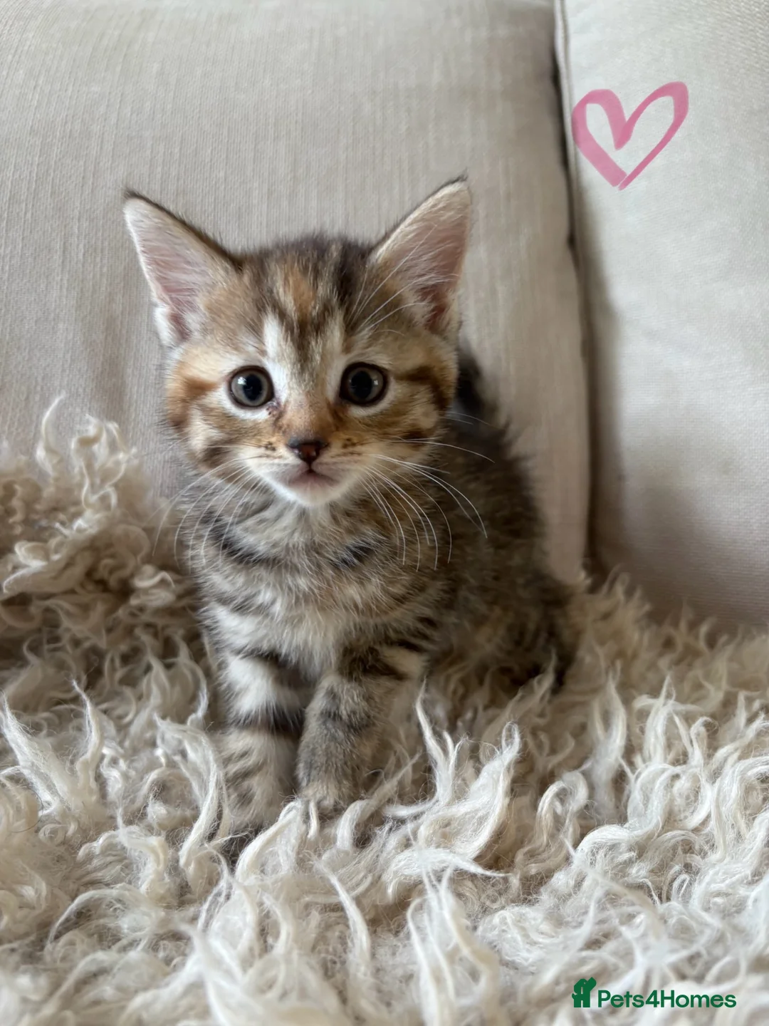 Domestic Shorthair cats for sale: Beautiful kittens for sale❤️ in Newent - Advert 13