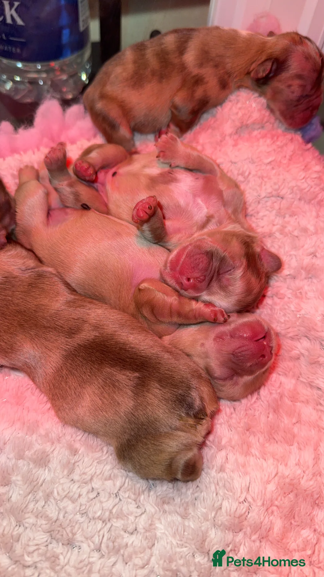 French Bulldog dogs for sale: Full fluffy frenchies  - Advert 4