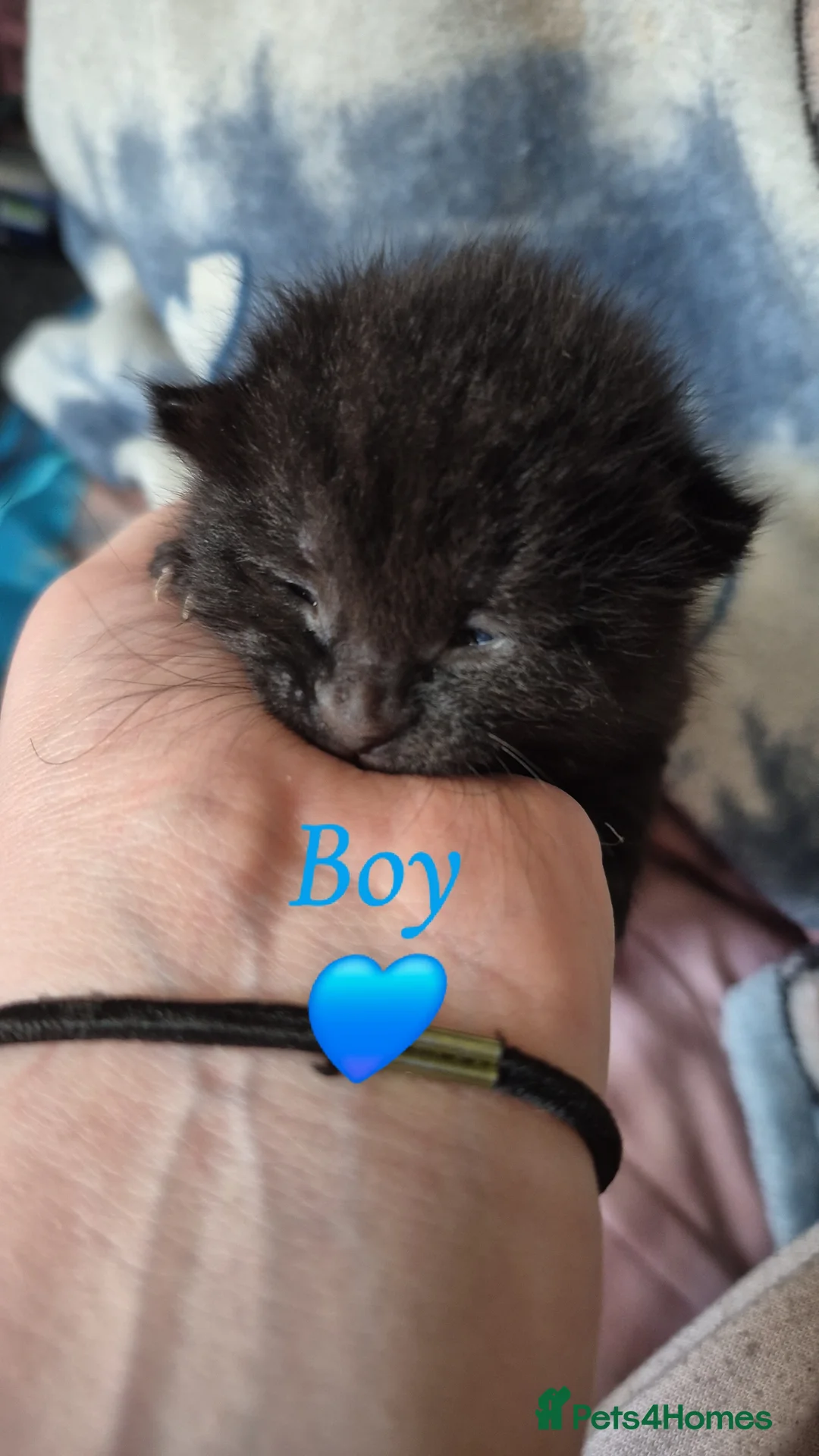 Mixed Breed cats for sale: 3 kittens ready to go on the 4 of July  - Advert 2