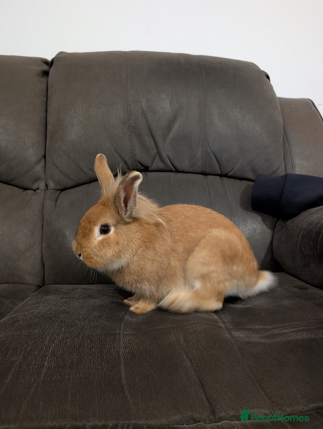 Lionhead rabbits for sale: Male rabbit – free to a good home - Advert 4