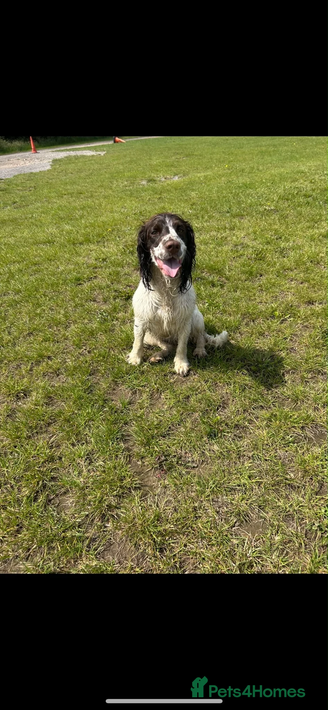 Cocker Spaniel dogs for sale: Phoebe  in Ruislip - Advert 2