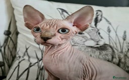 Sphynx cats for sale: Blue eyed Canadian Sphyn Kittens - Image 2