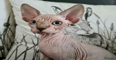 Sphynx cats - Advert 1