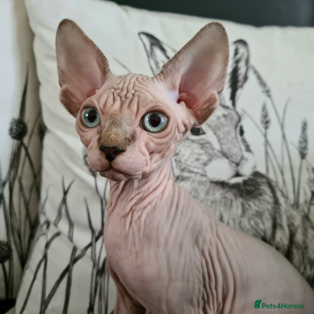 Sphynx cats for sale: Blue eyed Canadian Sphyn Kittens - Image 2