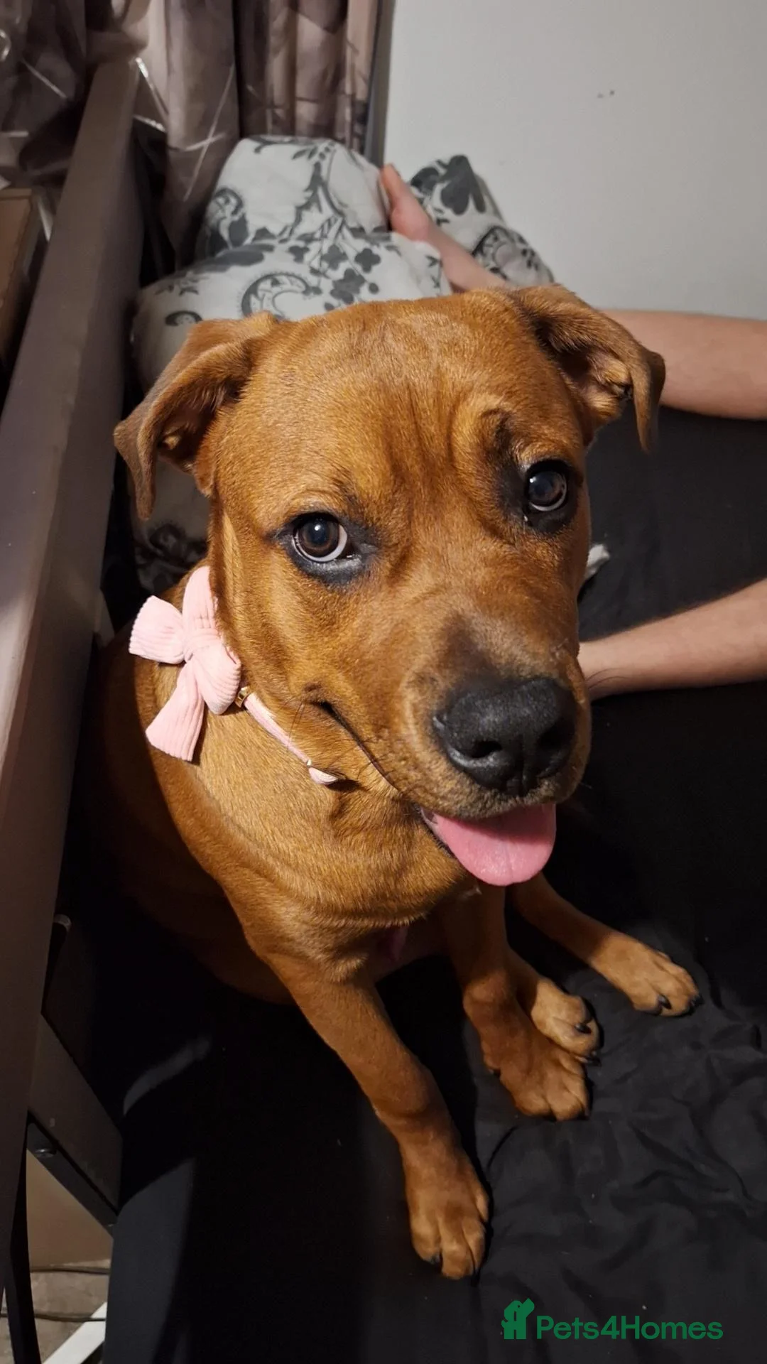 Mixed Breed dogs for sale: Staffweiler male - Advert 7