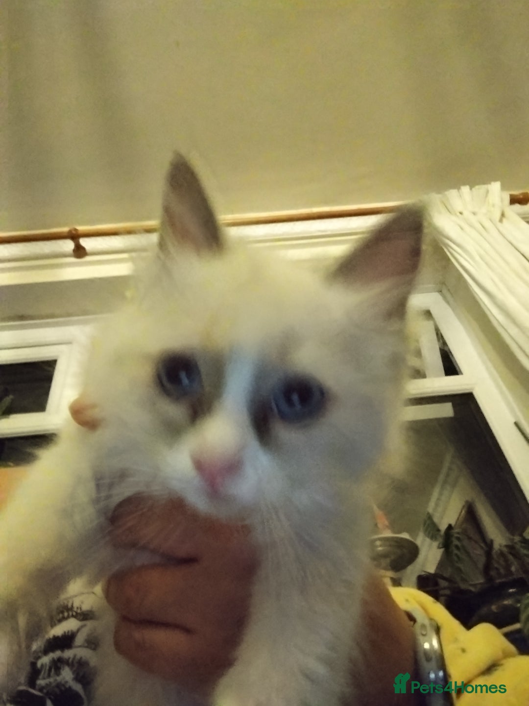 Ragdoll cats for sale: Beautiful Bluey  -unique little fluffy lovelies  - Image 17