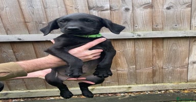 Labrador Retriever dogs - Advert 7
