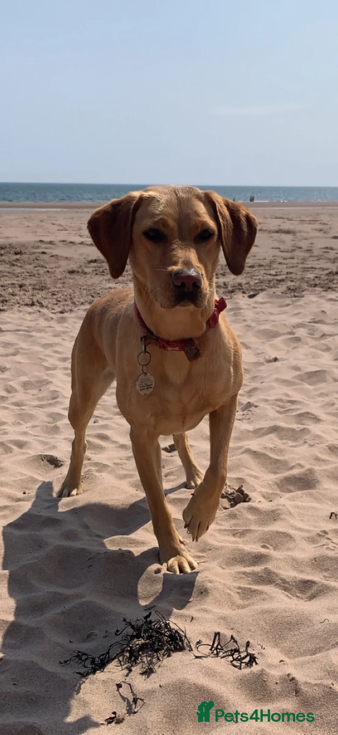 Labrador Retriever dogs for sale: 9 gorgeous KC registered black Labrador retrievers in Malmesbury - Advert 17