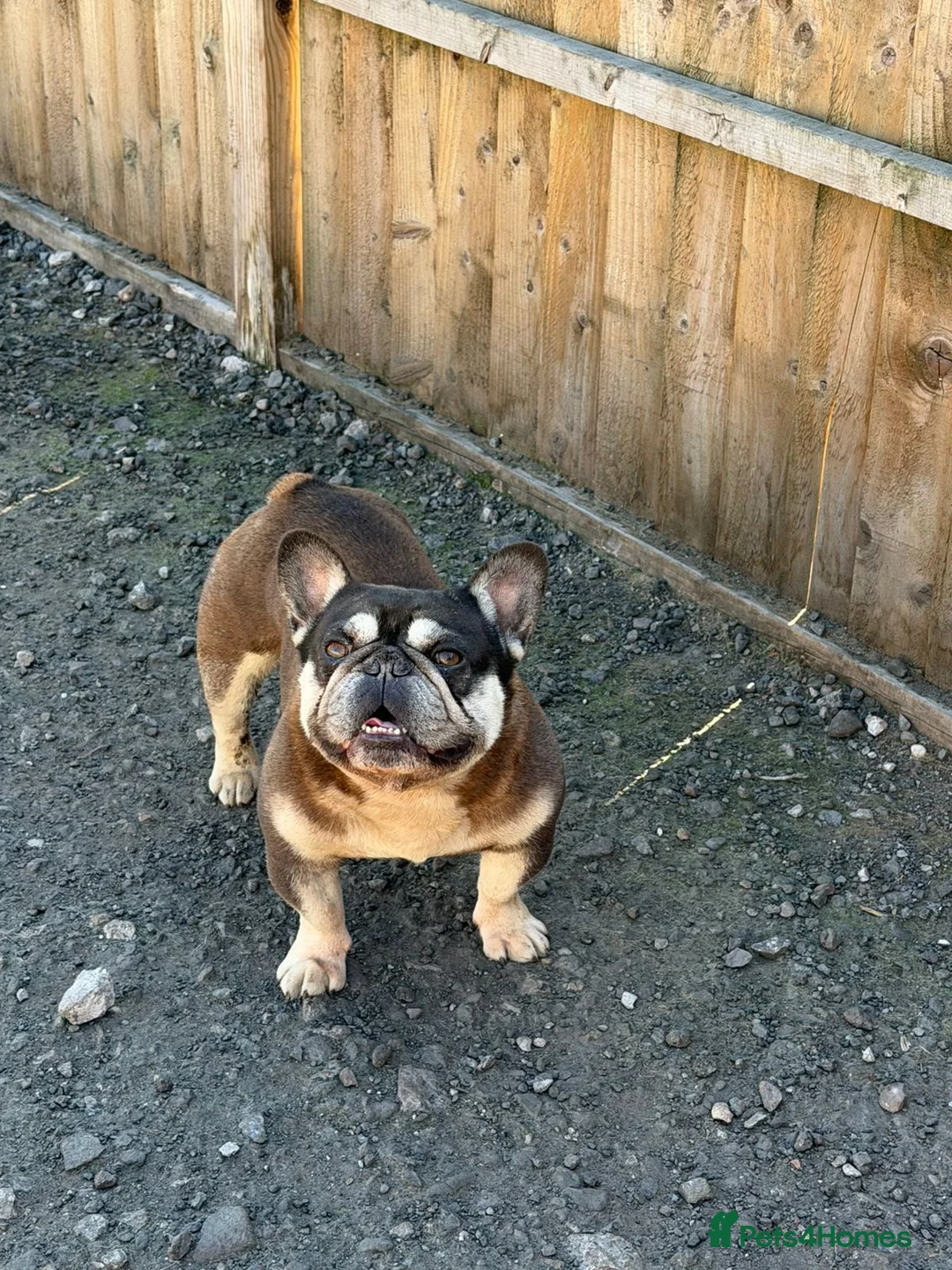 French Bulldog dogs for sale: French Bulldog - Advert 7