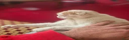 Mixed Breed cats for sale: Scottish fold/ Sphinx mix - Advert 14