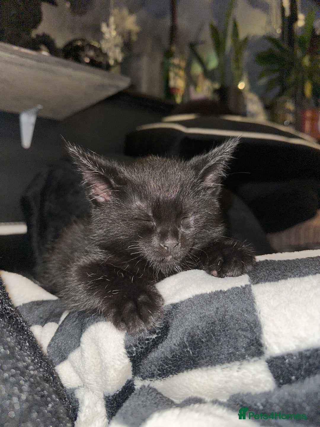 Maine Coon cats for sale: Maine Coon Kittens  - Advert 15