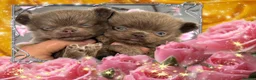 Chihuahua dogs for sale: Tiny stunning Russian Chihuahua’s   - Advert 2