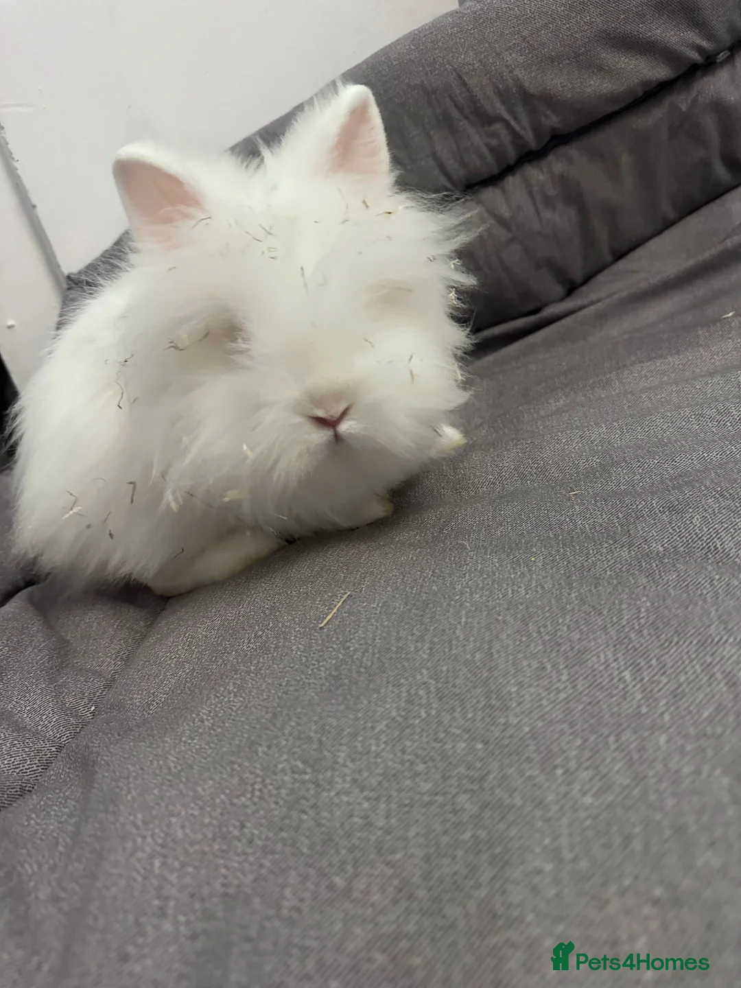 Lionhead rabbits for sale: 2 baby rabbits ready to go  in Heywood - Advert 8
