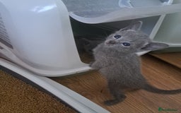 Russian Blue cats for sale: TICA Russian Blue Kittens Pedigree - Image 12