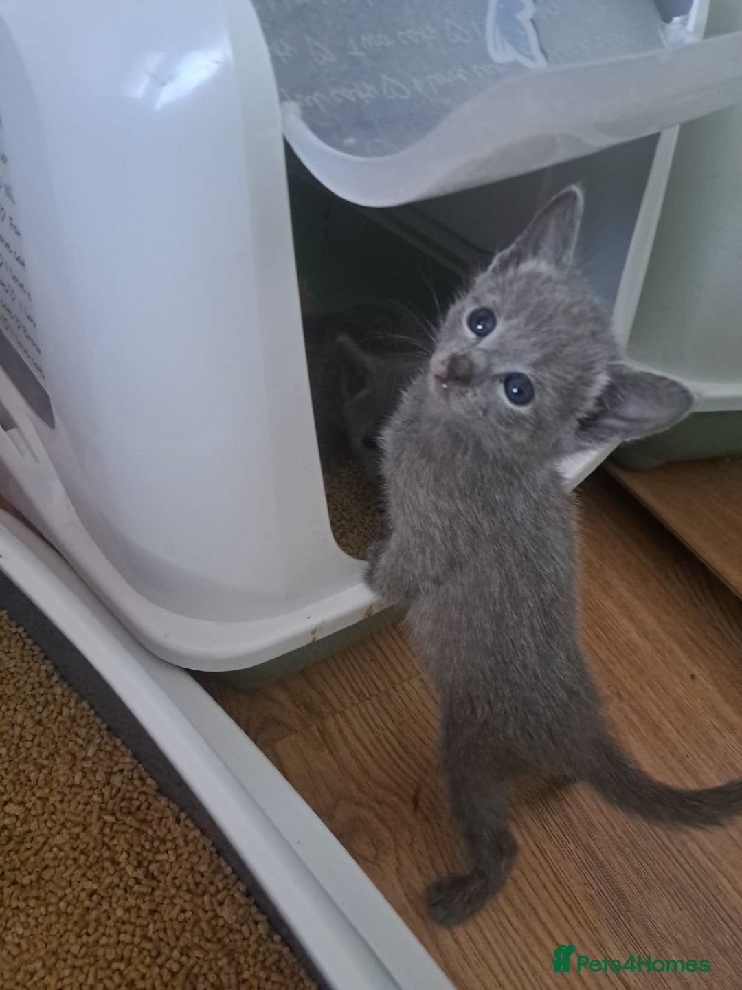 Russian Blue cats for sale: TICA Russian Blue Kittens Pedigree - Image 12