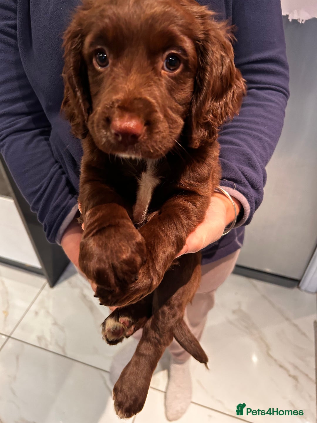 Cocker Spaniel dogs for sale: Two beautiful chocolate cocker spaniels for sale - Advert 5