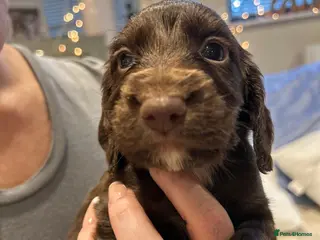 Cocker Spaniel dogs Working cocker spaniel puppies - Advert 9