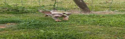 Miniature Dachshund dogs for sale: Miniature Dachshund Lilac and Tan Girl in Castle Douglas - Advert 3
