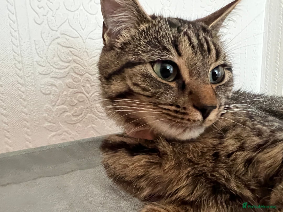 Mixed Breed cats for sale: Nala seeks forever loving home - Image 7