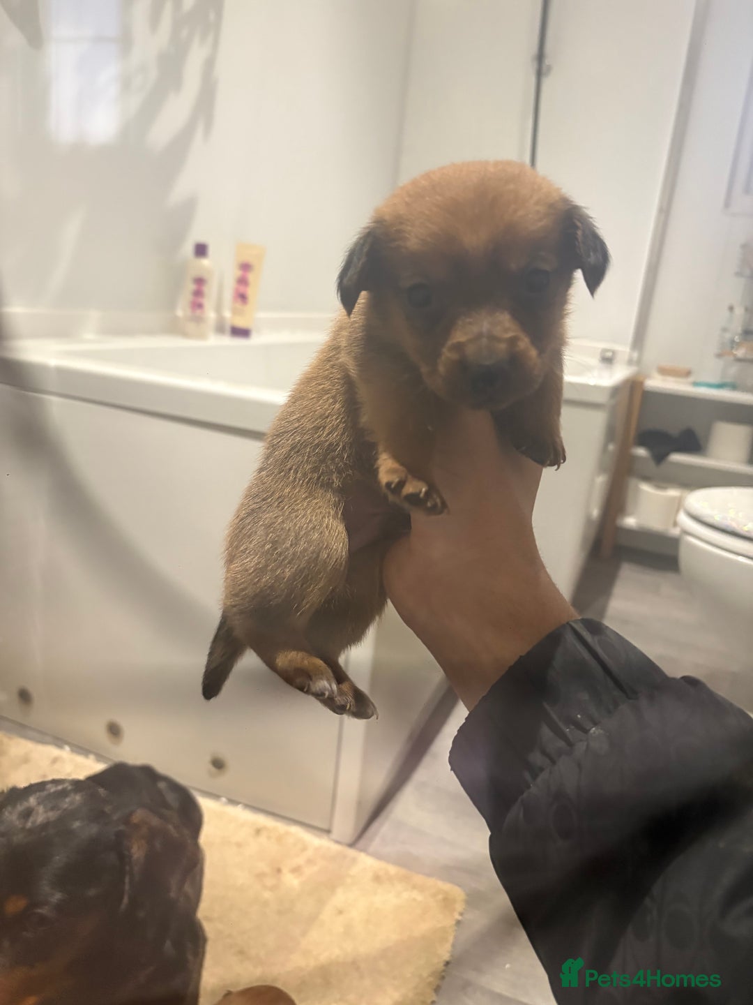Mixed Breed dogs for sale: Dachound x Pomerania  - Advert 6
