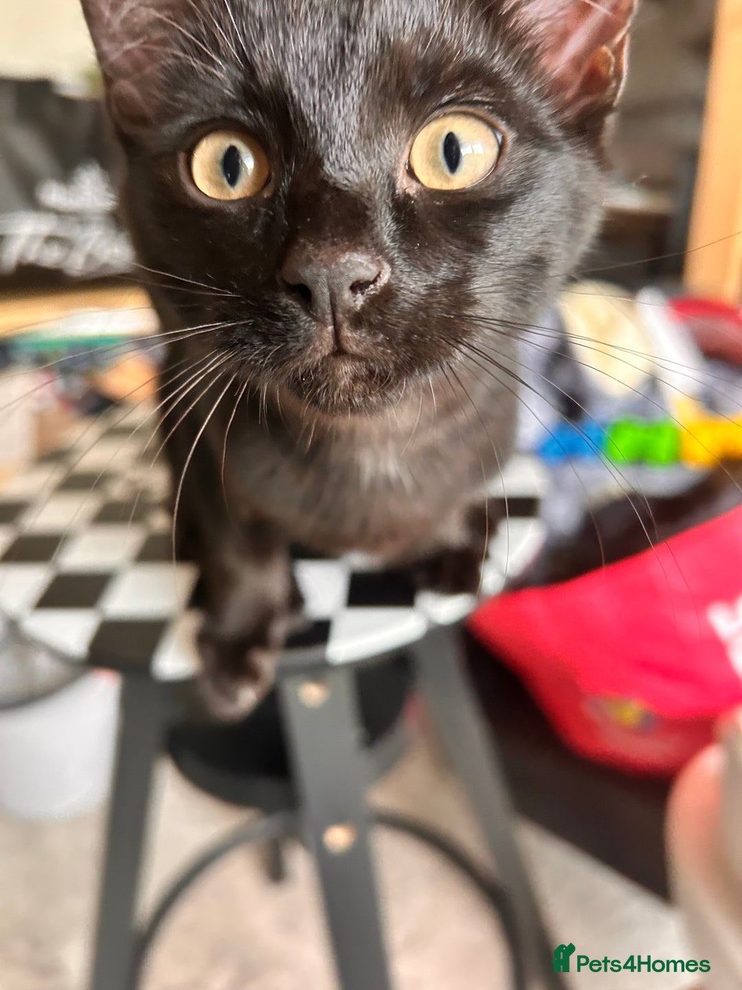 Bombay cats for sale: Friendly and smart Kittens  - Image 7