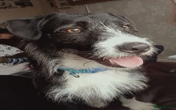 Mixed Breed dogs for adoption: BERTIE - a Lovely boy for a Loving Home - Image 4