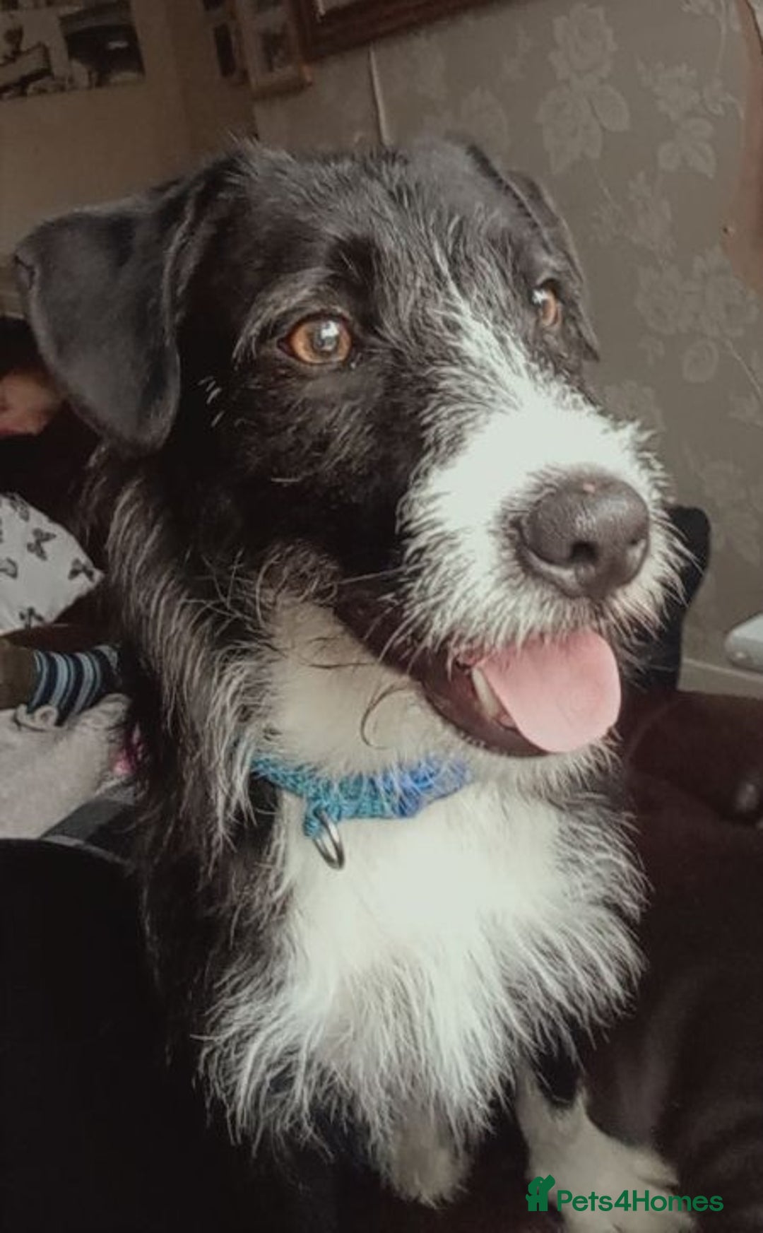 Mixed Breed dogs for adoption: BERTIE - a Lovely boy for a Loving Home - Image 4
