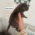 American Bully Puppy 3