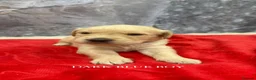 Golden Retriever dogs for sale: 9 beautiful golden retriever puppies - Advert 6