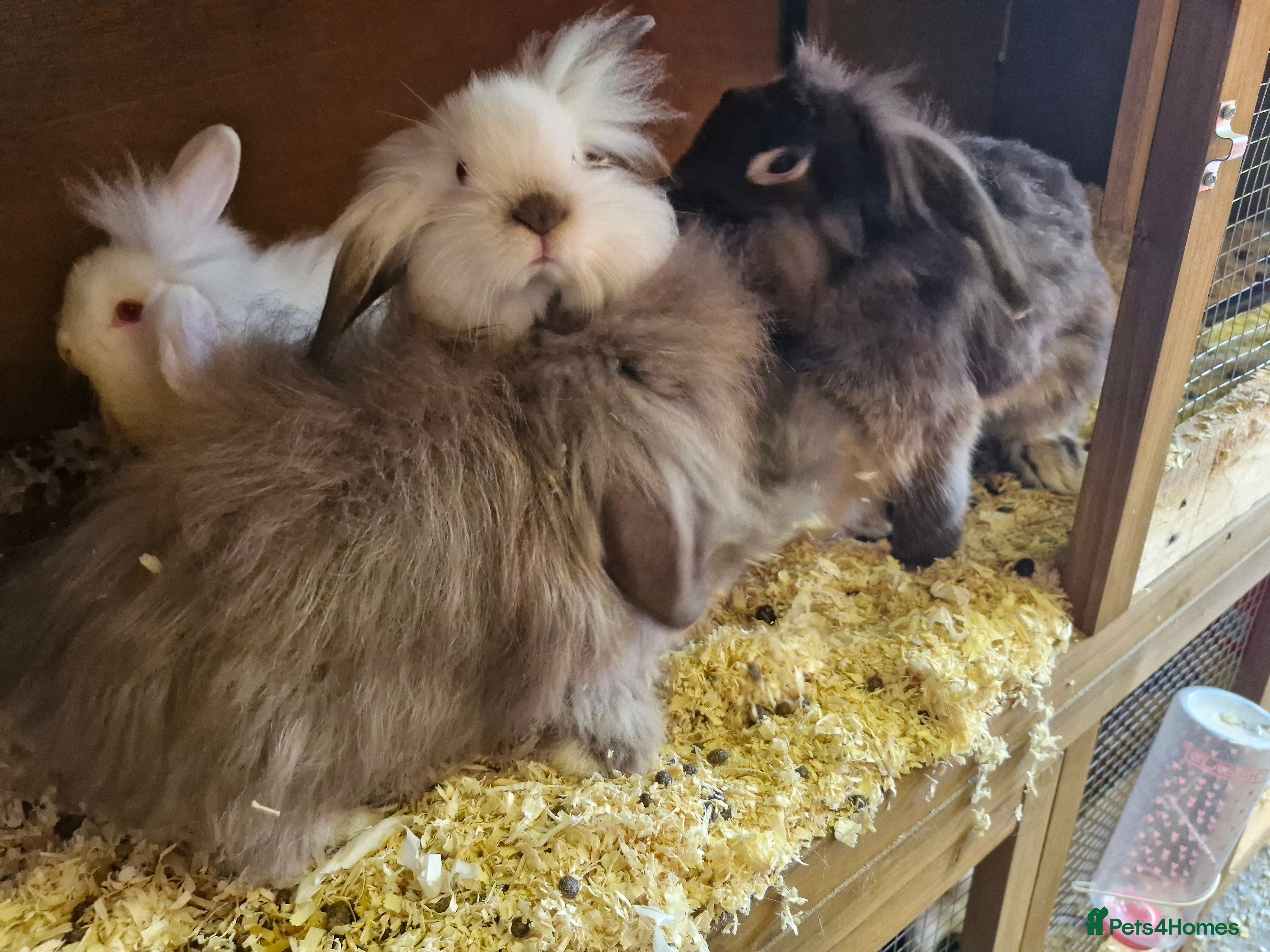 Lionhead rabbits 6 baby bunnies looking for loving homes  - Advert 8