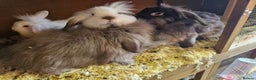 Lionhead rabbits for sale: 6 baby bunnies looking for loving homes  - Advert 1