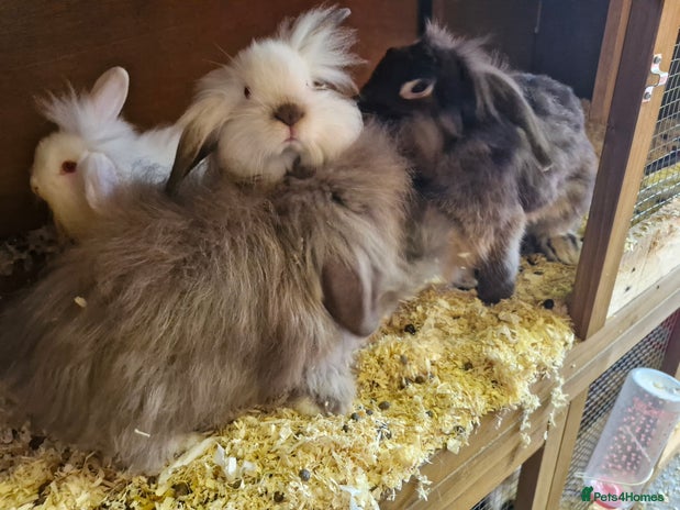 Lionhead rabbits - Advert 1